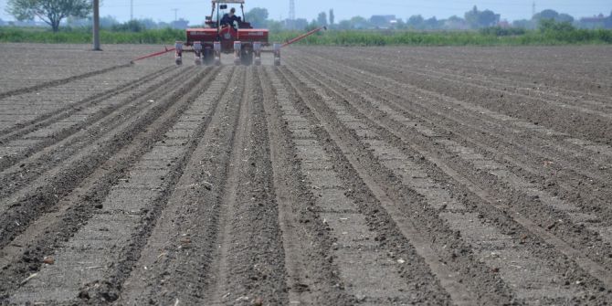 ’Beyaz Altın’ Manisa’da Geri Döndü