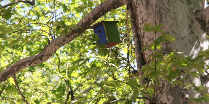İlkokul Öğrencileri Sokak Kedileri Ve Kuşlar İçin Barınak Yapıldı