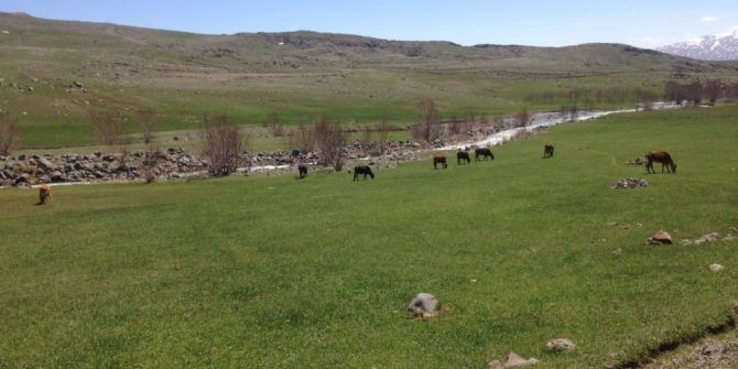 Ağrı’da Hayvanlar Meralara Çıktı
