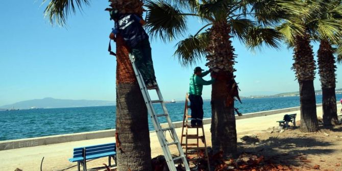 Aliağa’da Palmiyelere Bahar Makyajı