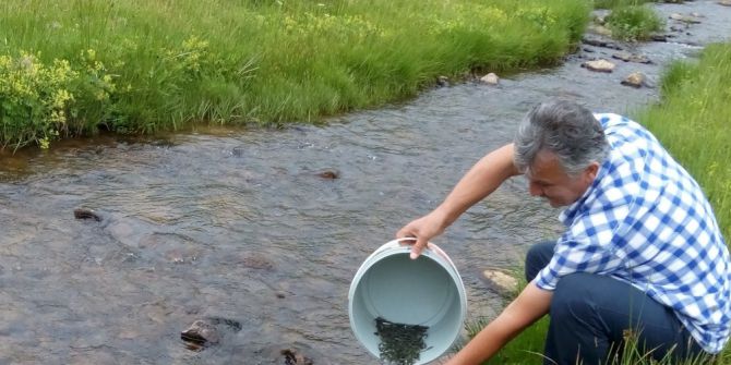 Çambaşı Derelerine 140 Bin Alabalık Salındı