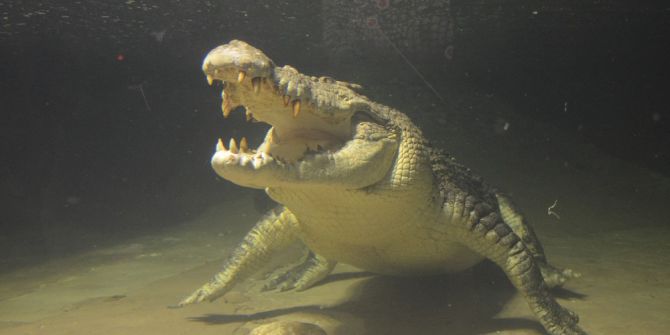 Türkiye’nin En Büyük Timsahı Üsküdar’da