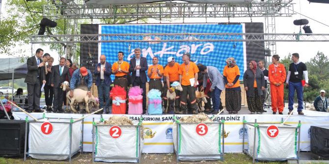 Çobanlar, Kızılay’da Küçükbaş Hayvan Sürüsü Gezdirecek