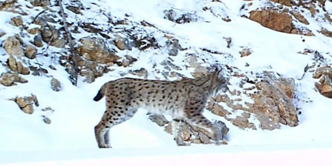 Yapan Hayvanları Fotokapanlara Yakalandı