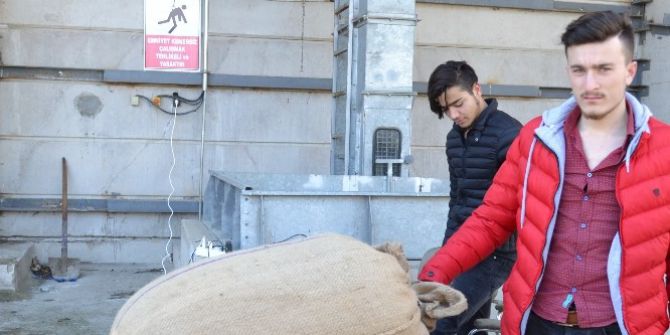 Tmo’nun Fındık Alımına İlgi