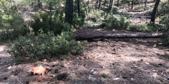 Kestiği Ağacın Altında Kalan Orman İşçisi Öldü