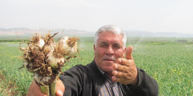 Sarımsakta Çifte Sevinç