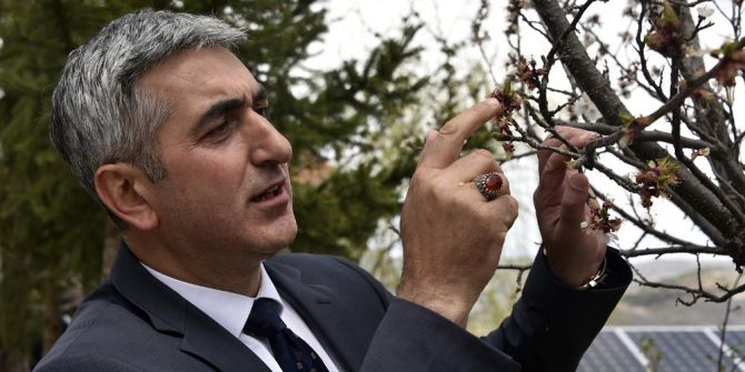 Gümüşhane 7 Yıl Sonra Kayısı Yiyecek