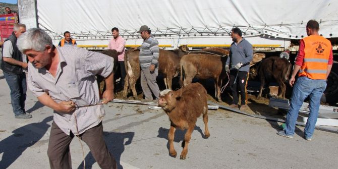 Amasya’da Çarpışan 2 Tırdaki Hayvanlar Yola Savruldu