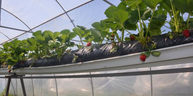Sinop’ta Topraksız Çilek Üretiminde Yüzde 100 Başarı