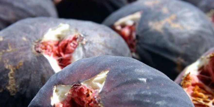 Bursa Valiliği, Ethephon’a Savaş Açtı