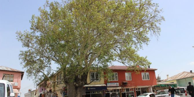 600 Yıllık Çınar Ağacı Tut İlçesinin Simgesi