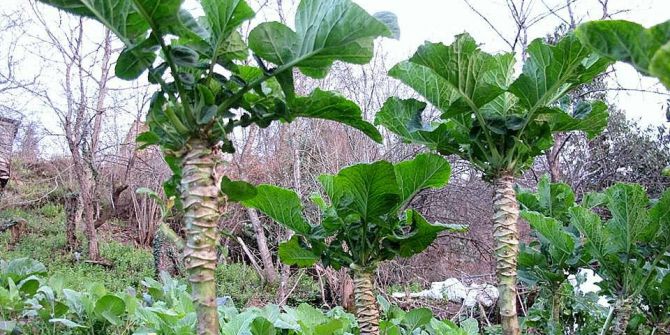 Karadenizli’nin Vazgeçilmesi Karalahana Guatr Hastalığına Neden Oluyor