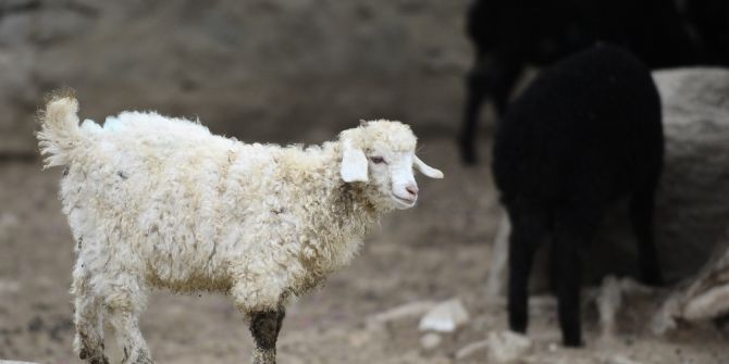 Türk Köyündeki Nadir Koyun Ve Keçiler Bahara Hazırlandı