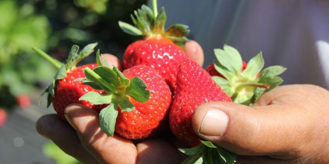 Hataylı Çiftçinin Çilek Hasadı Keyfi