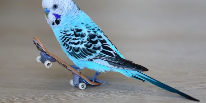 Bu Muhabbet Kuşu Kaykay Yapıyor