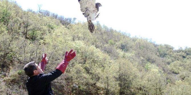 Tedavi Edilen Yılan Kartalı Doğaya Salındı