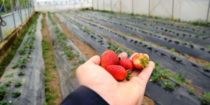 Ordu’da Çilek Üretimi Yüz Güldürdü