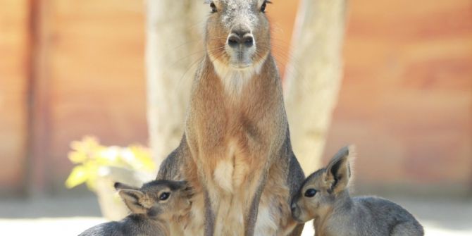 Sevimli Patagonya Tavşanının İkiz Sevinci