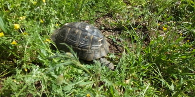 Bahçesinde Kaplumbağa Besliyor
