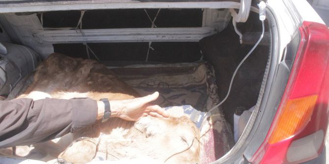 Ağrı’da Hasta Olan Buzağıyı 30 Kilometre Taşıyarak Tedavi Ettirdi