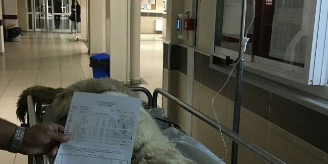 Kanserli Köpek İçin Seferberlik