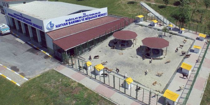 Bağcılar’da Sokak Hayvanları İçin 5 Yıldızlı Hizmet Veriliyor