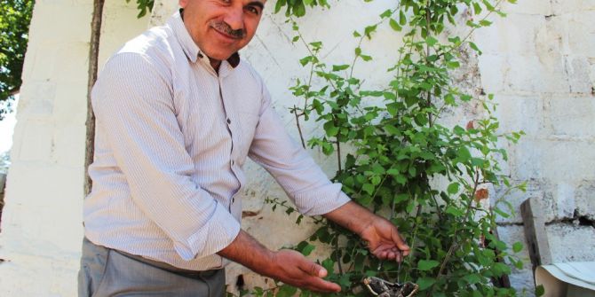 Aydın’da Dev Kelebek Şaşırttı