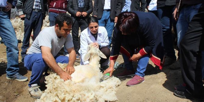 Malatya’da Koyun Kırkım Kursu