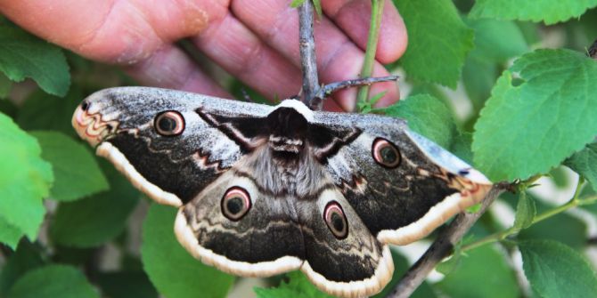 Aydın’da Dev Kelebek Şaşırttı