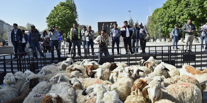 Kızılay’a Sürü İndi....