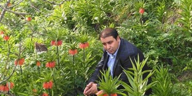 Ters Laleler Büyülüyor