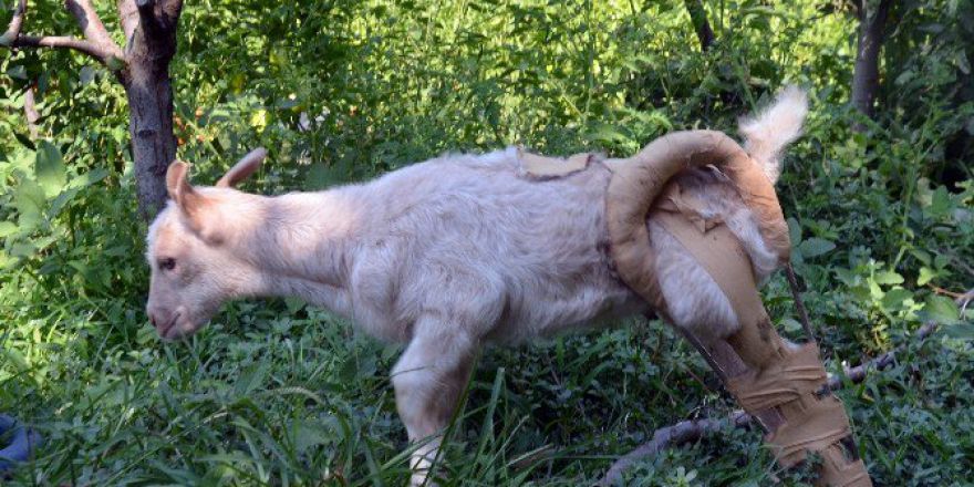 Yaralı Oğlağı Çocuklar Kurtardı