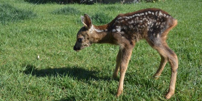Köylüler Yavru Karaca Buldu