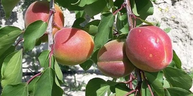Mersin’de Açıkta Erkenci Sofralık Kayısı Hasadı Başladı