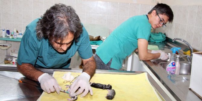 Telef Olan Hamile Kedi Sezaryene Alındı