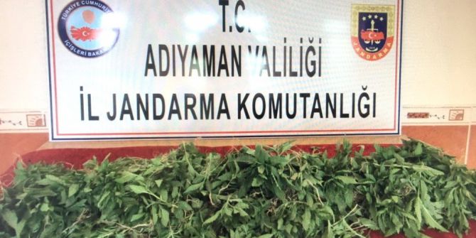 Jandarma Kenevir Bitkisi Ele Geçirdi