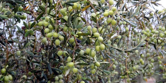 Olivtech Fuarı, Türkiye’de Zeytin Ve Zeytinyağı Tüketimini Arttıracak