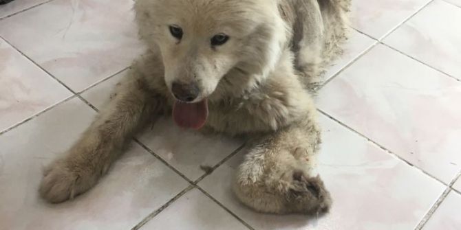 Ölmek Üzere Bulunan Cins Köpek Yeniden Hayata Döndü