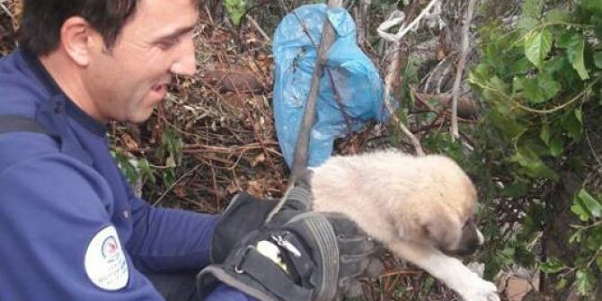 Kuru Ağaç Kütüğünde Mahsur Kalan Köpeği İtfaiye Kurtardı
