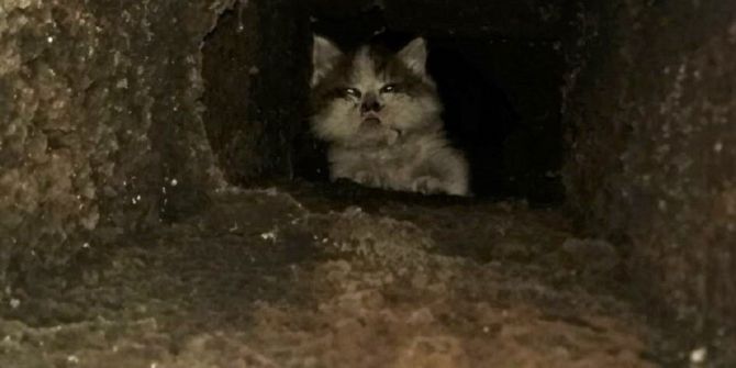 Havalandırma Boşluğunda Sıkışan Kedi Duvar Kırılarak Kurtarıldı
