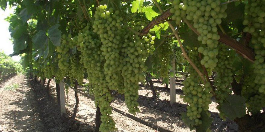 Sultani Yaş Üzüm İhracat Yolcusu