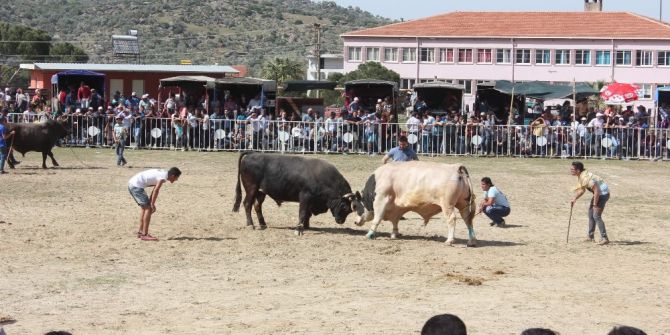 Ege’de Boğalar Arenaya İndi