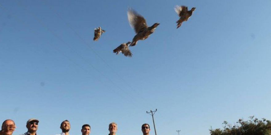 250 Keklik Doğaya Bırakıldı