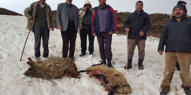 Muş’ta Kurtlar Sürüye Saldırdı