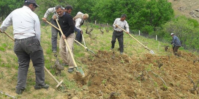 Kulp’ta, Bağ Belleme Dönemi Başladı