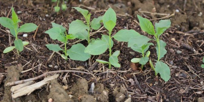 Daday’da Yabani Meyve Yetiştirilmeye Devam Ediyor