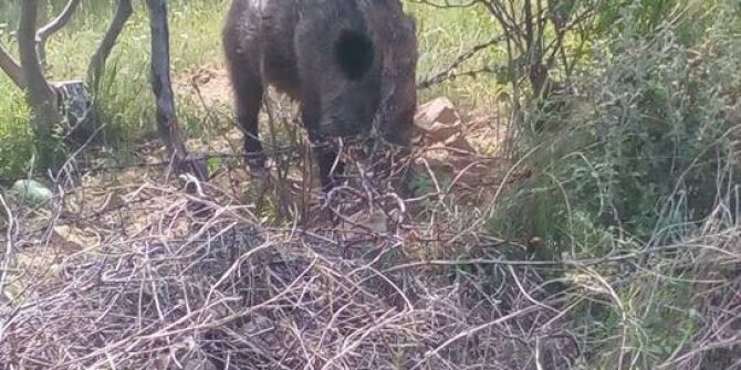 Tuzağa Yakalanan Domuzu İtfaiye Kurtardı