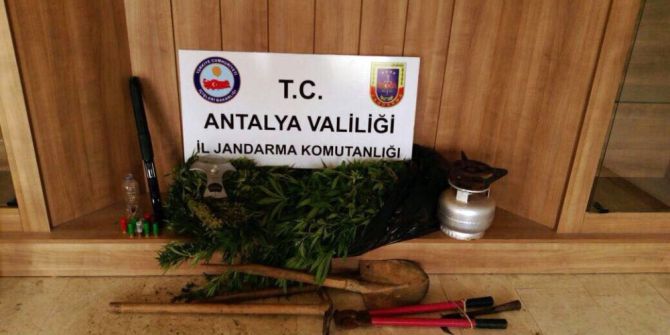 Ormanlık Alanda Hint Keneviri Operasyonu