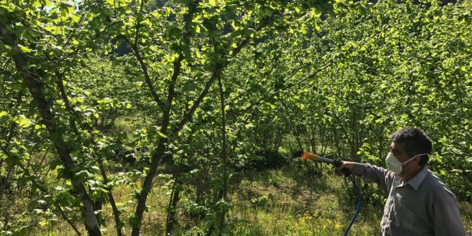 Fındık Üreticileri Hastalıkla Mücadele Ediyor
